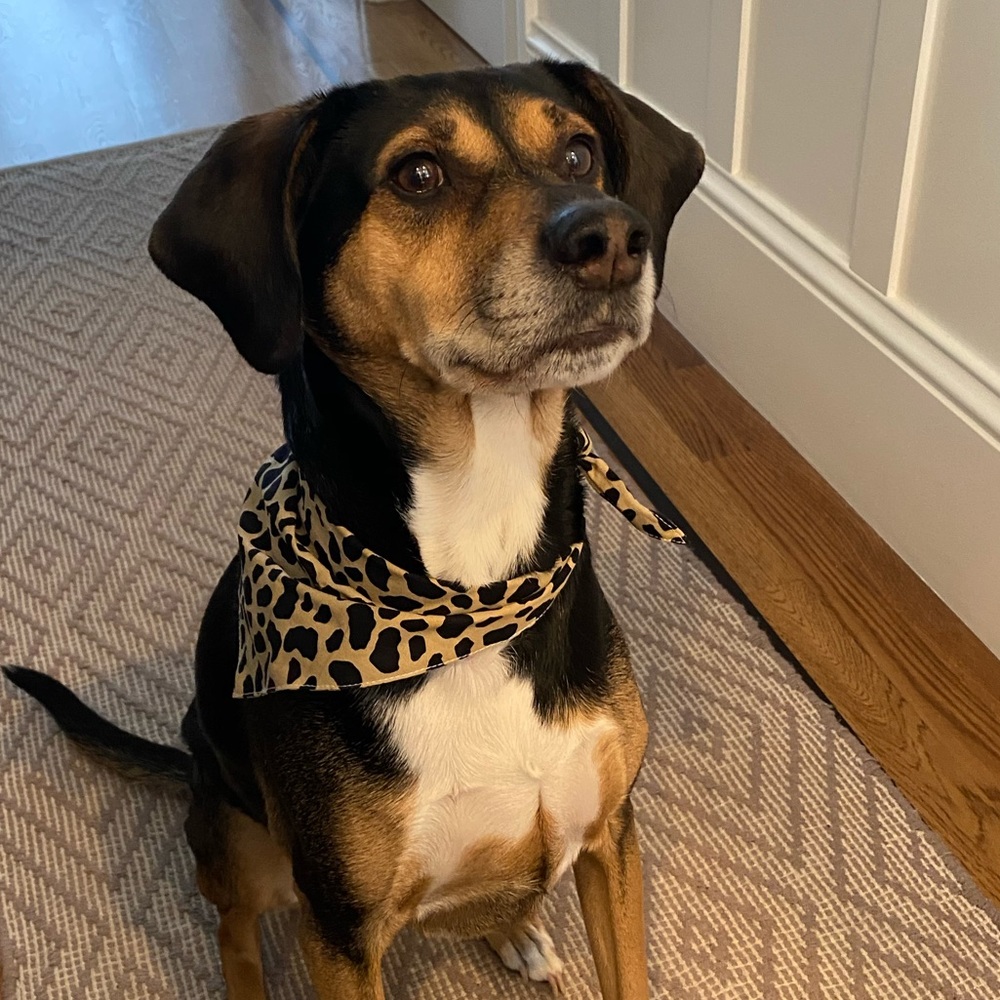 Meet your Posher, Elisabeth